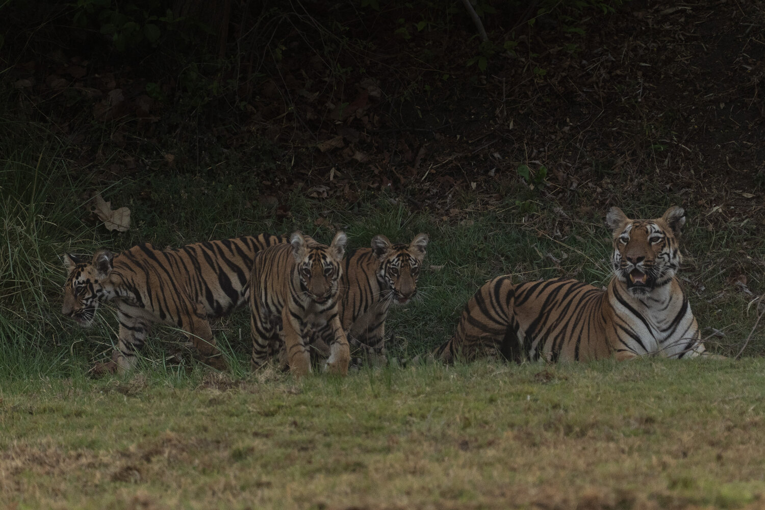 Iconic Tigress Junabai with her cubs at Tadoba