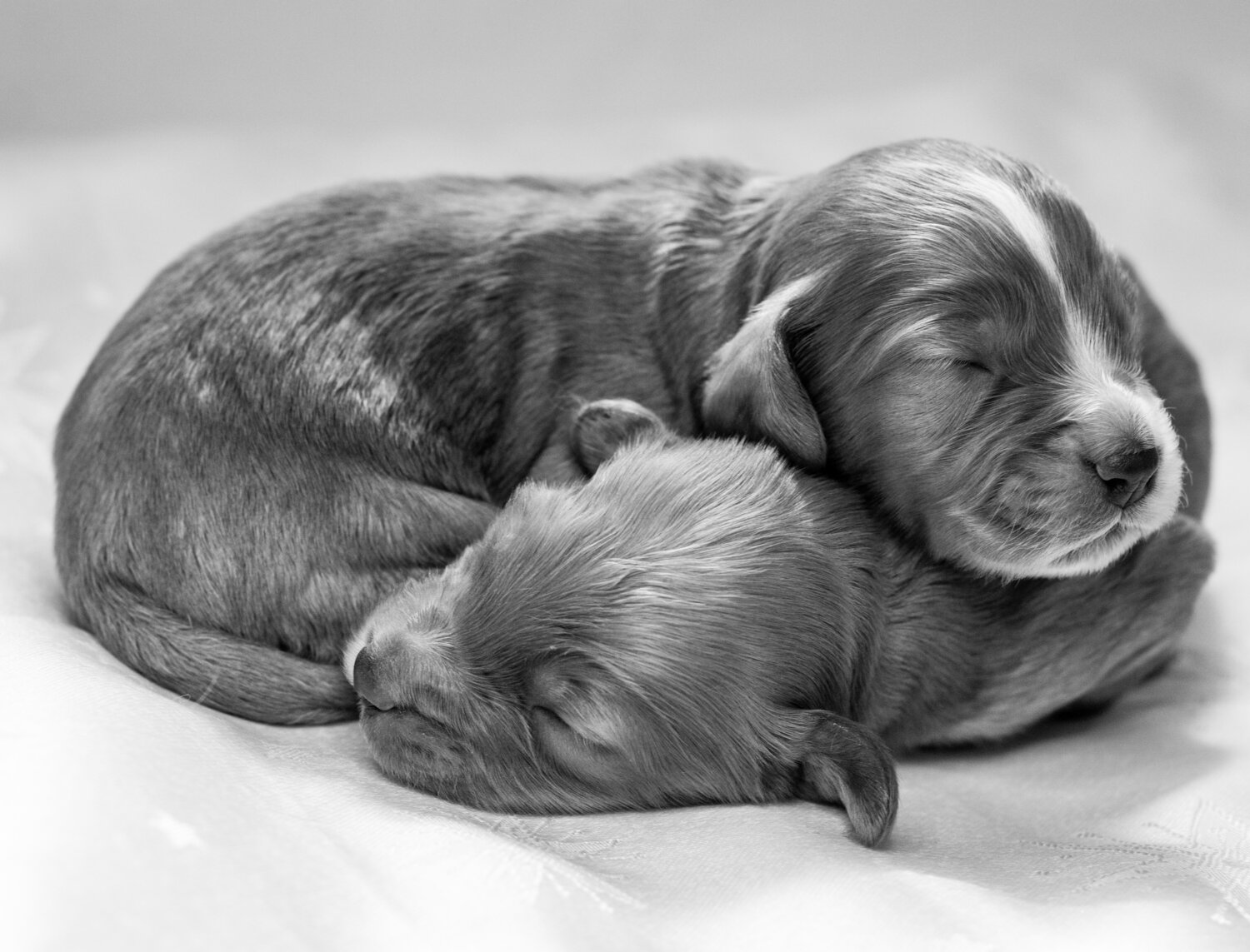 Photo #14195311