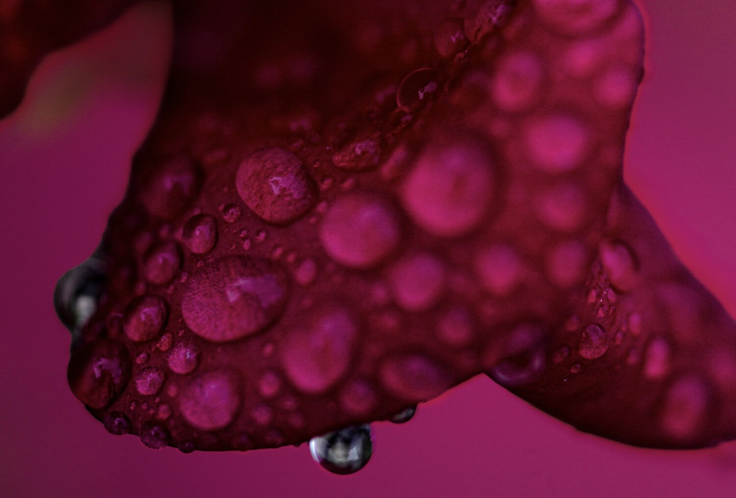 Photo #14195495