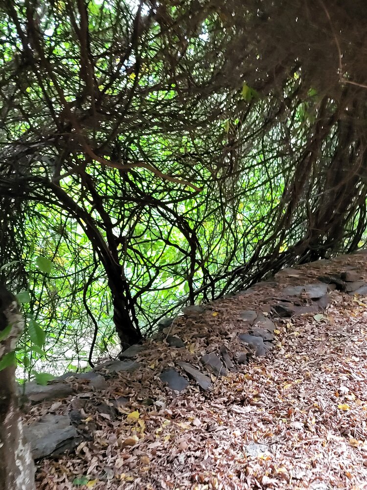 Branches