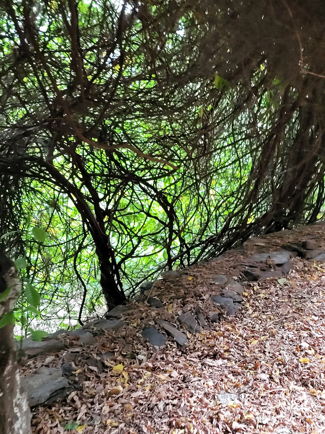 Branches