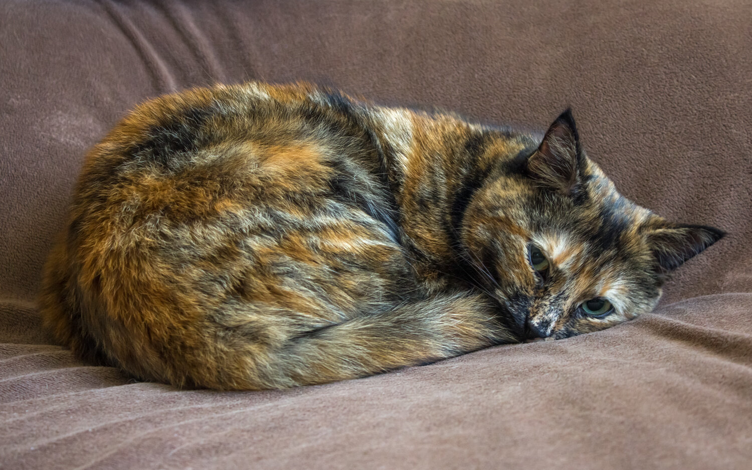 Photo #14196329