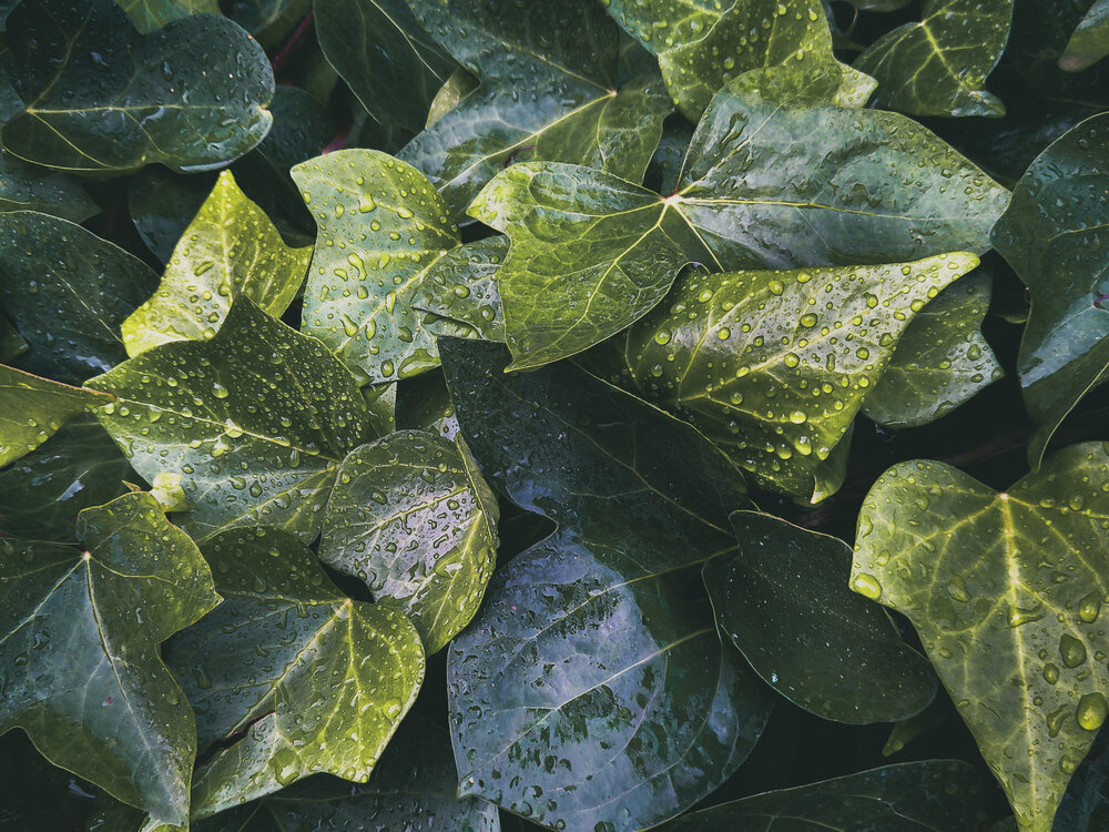 Leaf with rain drops