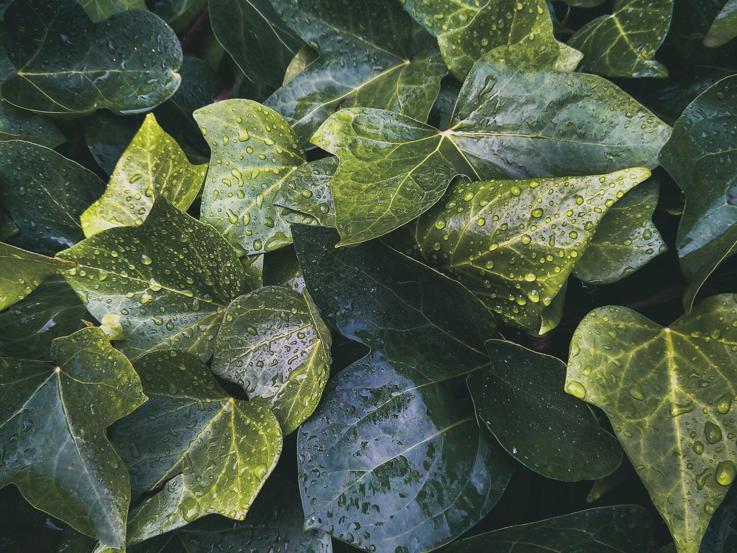 Leaf with rain drops
