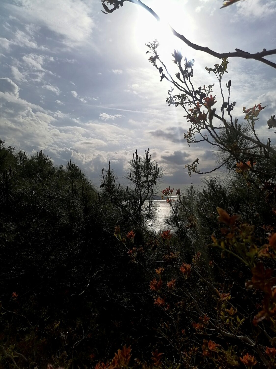 Trees