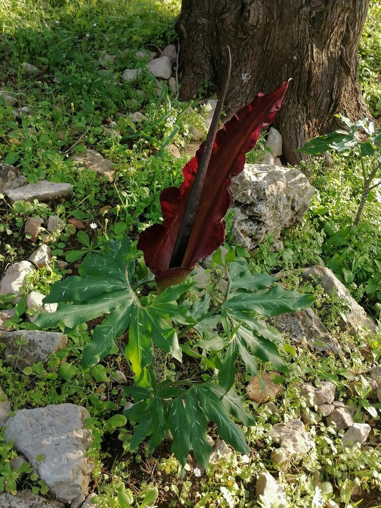 Red plant