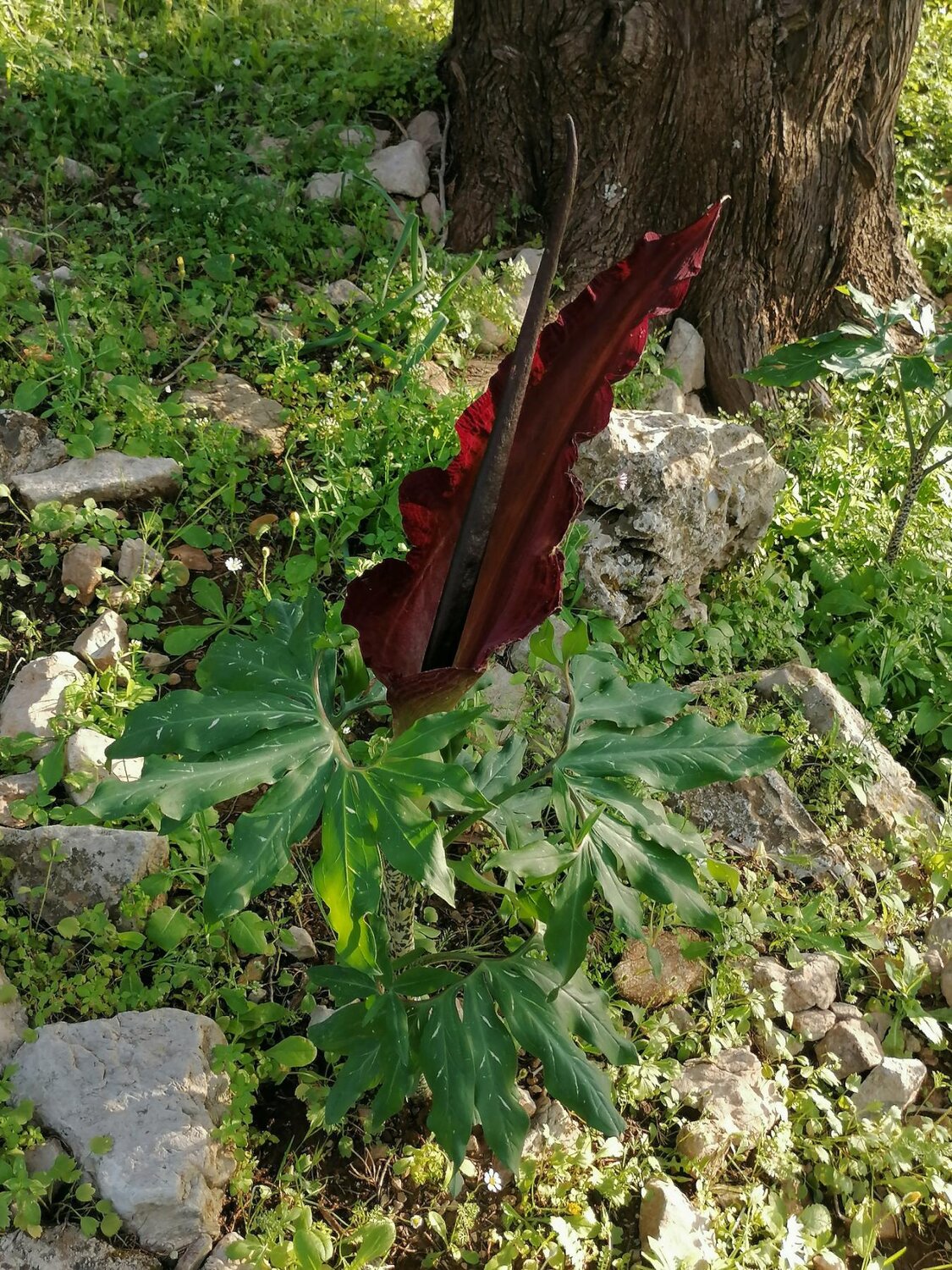 Red plant
