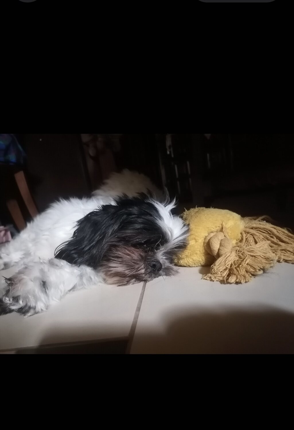 Sleeping dog