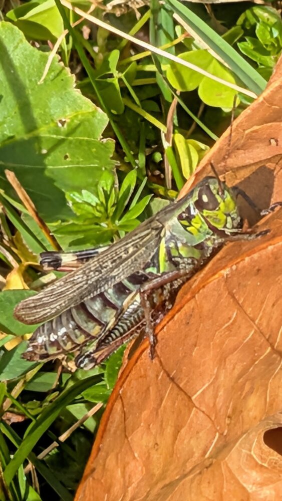 Upclose Grasshopper