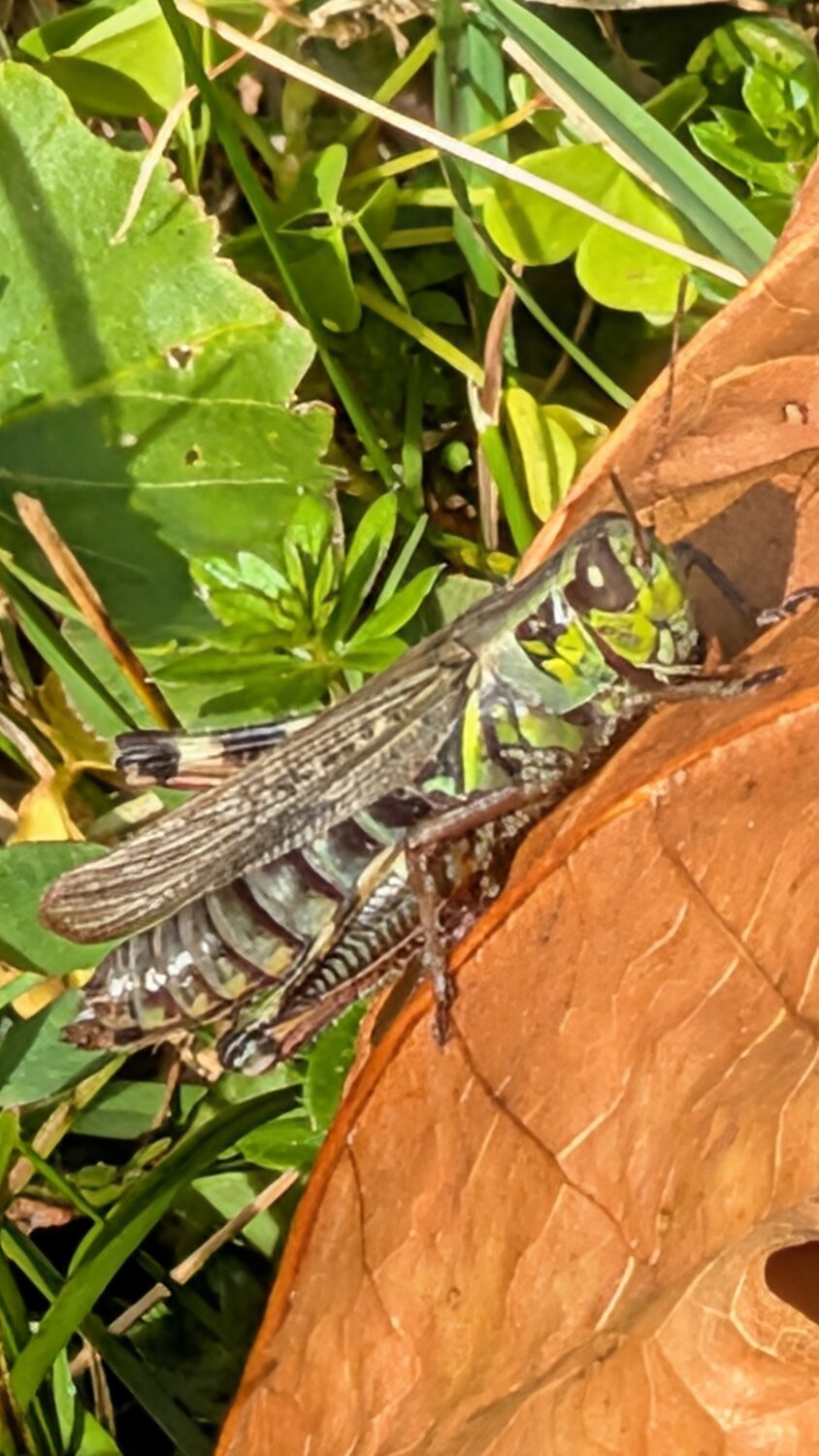 Upclose Grasshopper