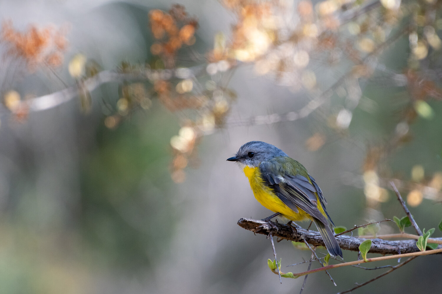 Eastern yellow robin