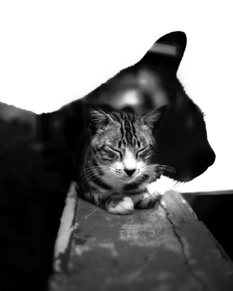 The Cat’s Dreamscape