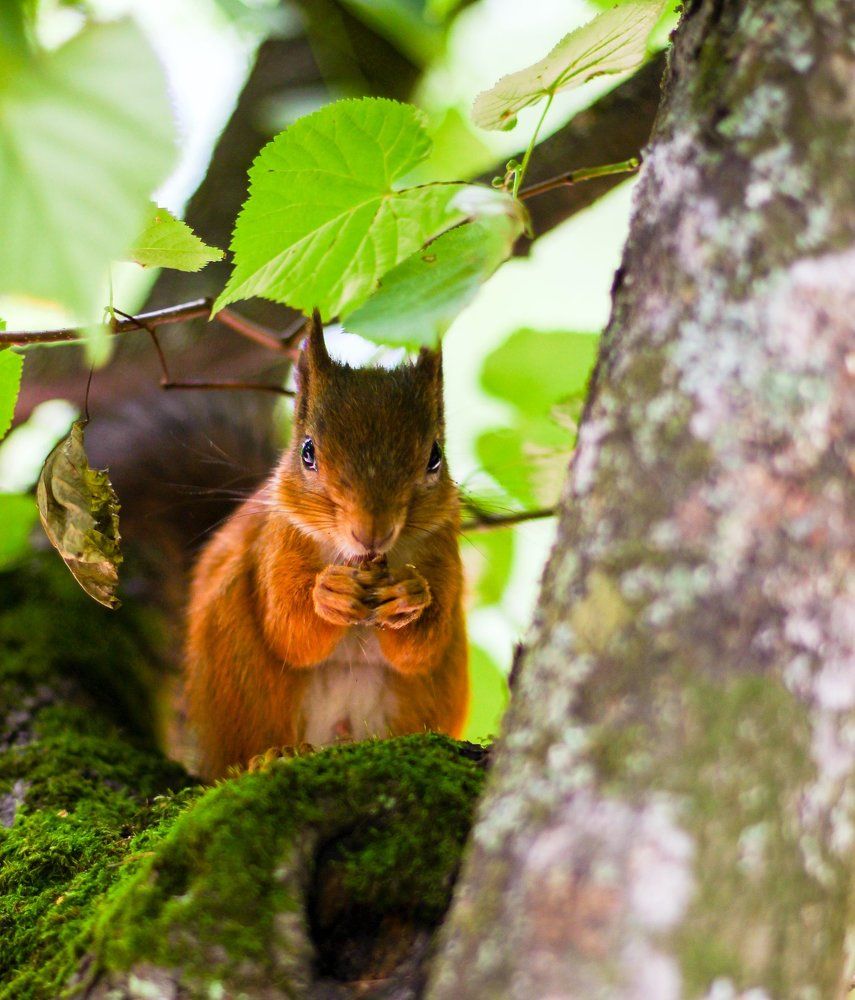 Житель Петергофа