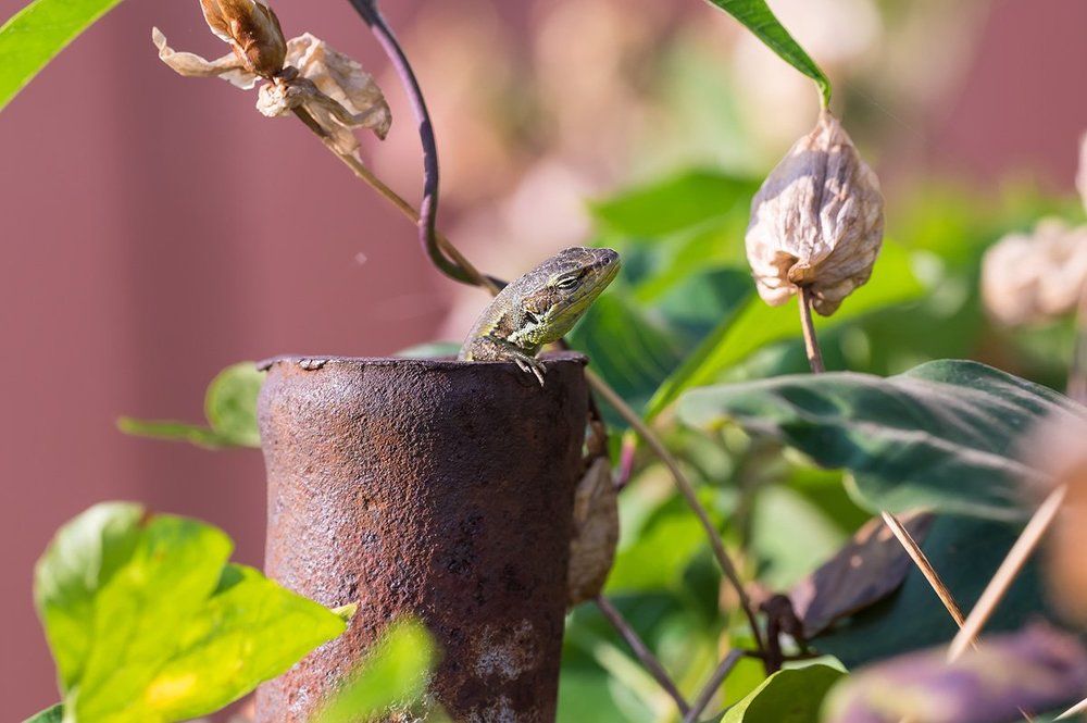 Царица придворного мира.