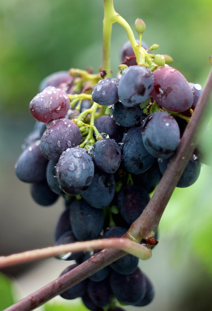 Гроздь и слёзы