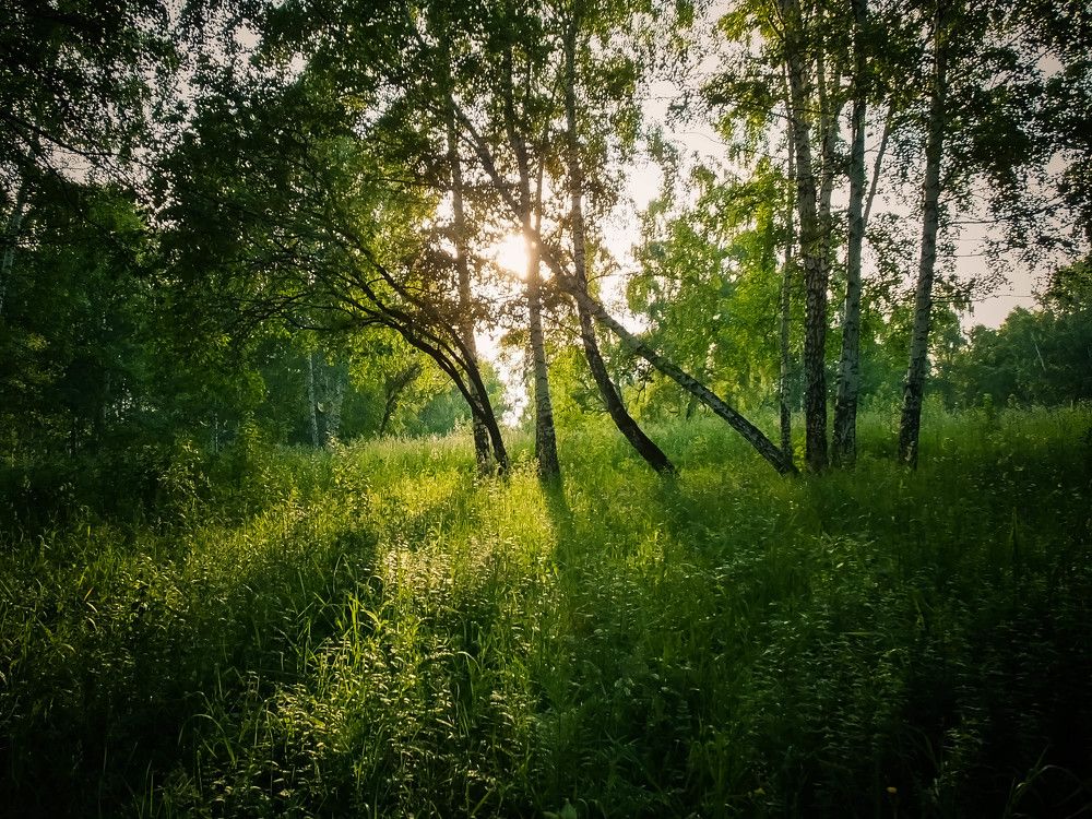 Закат в берёзовой роще