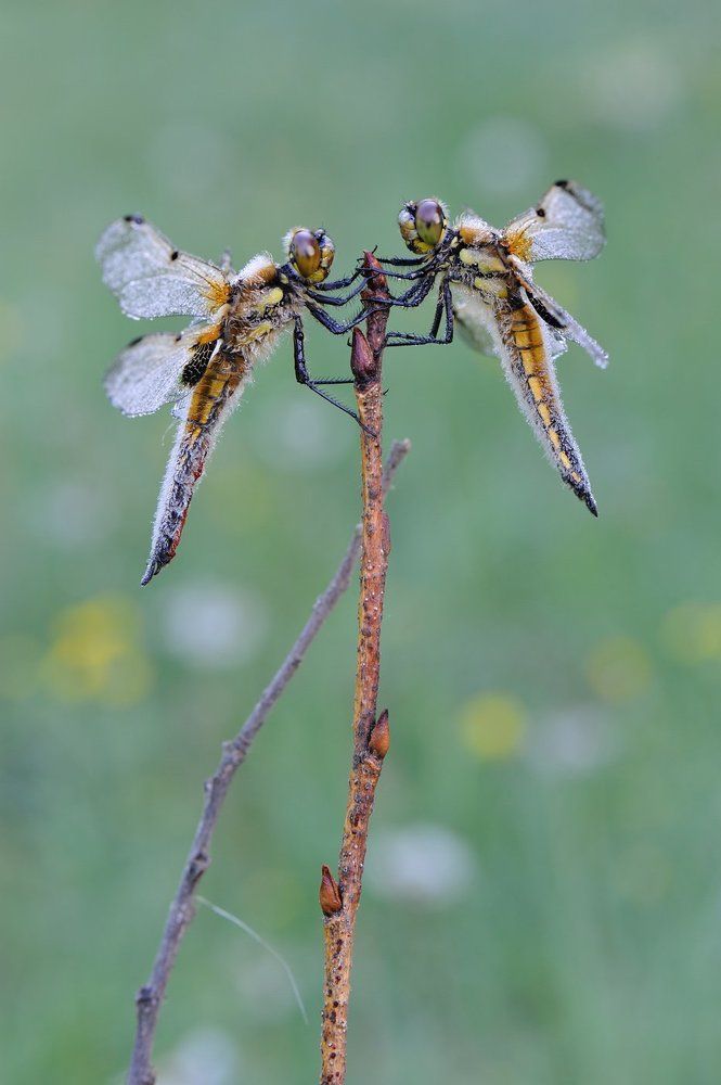 Летний иней.