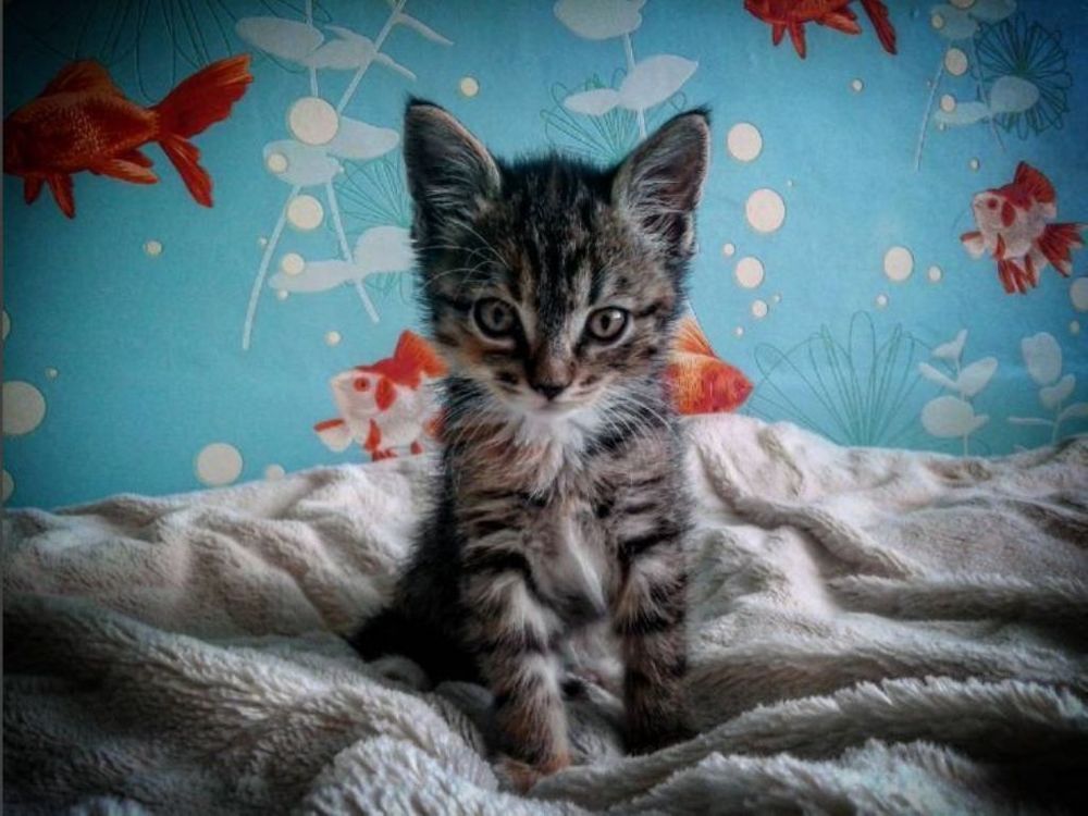 Кошечка по кличке Няма