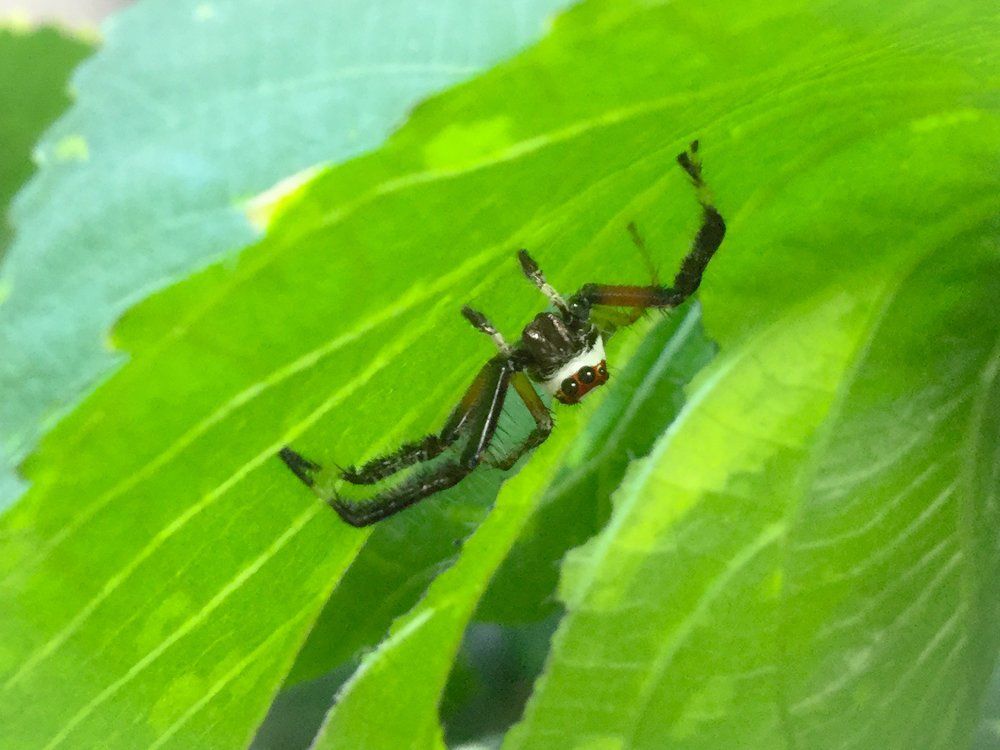 spider
