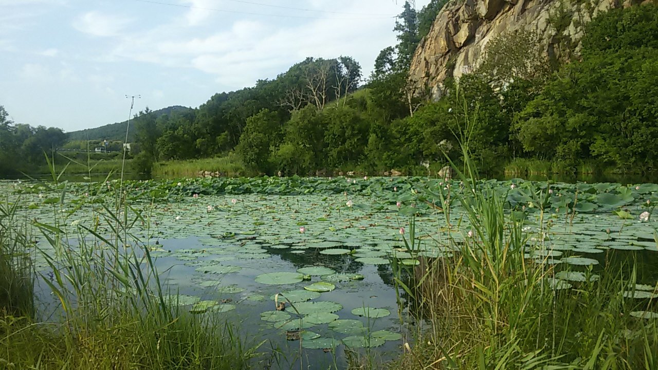 Lotos