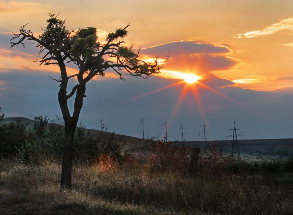 КОМПОЗИЦИЯ С ДЕРЕВОМ