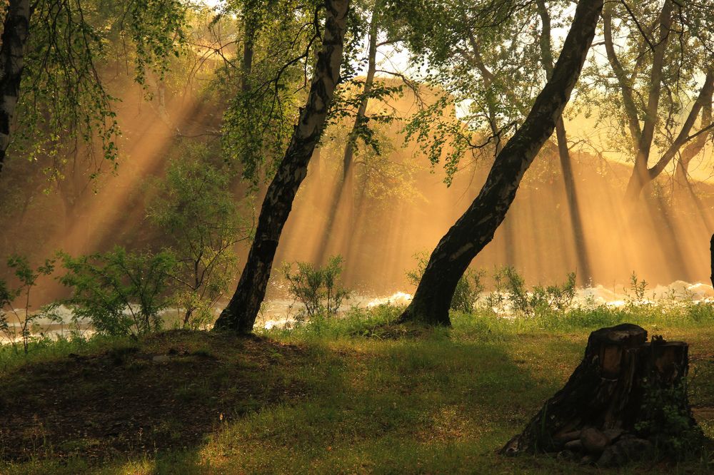 золотые лучи рассветного солнца