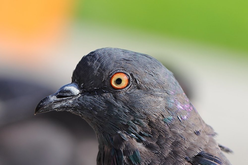 Вот это таблетка, дайте ещё...