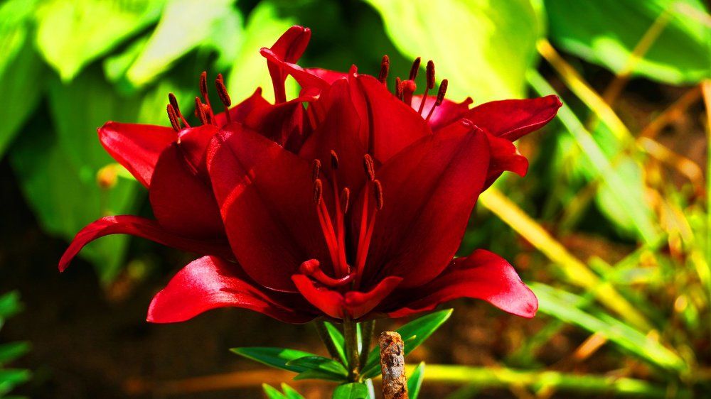 Цветы на даче