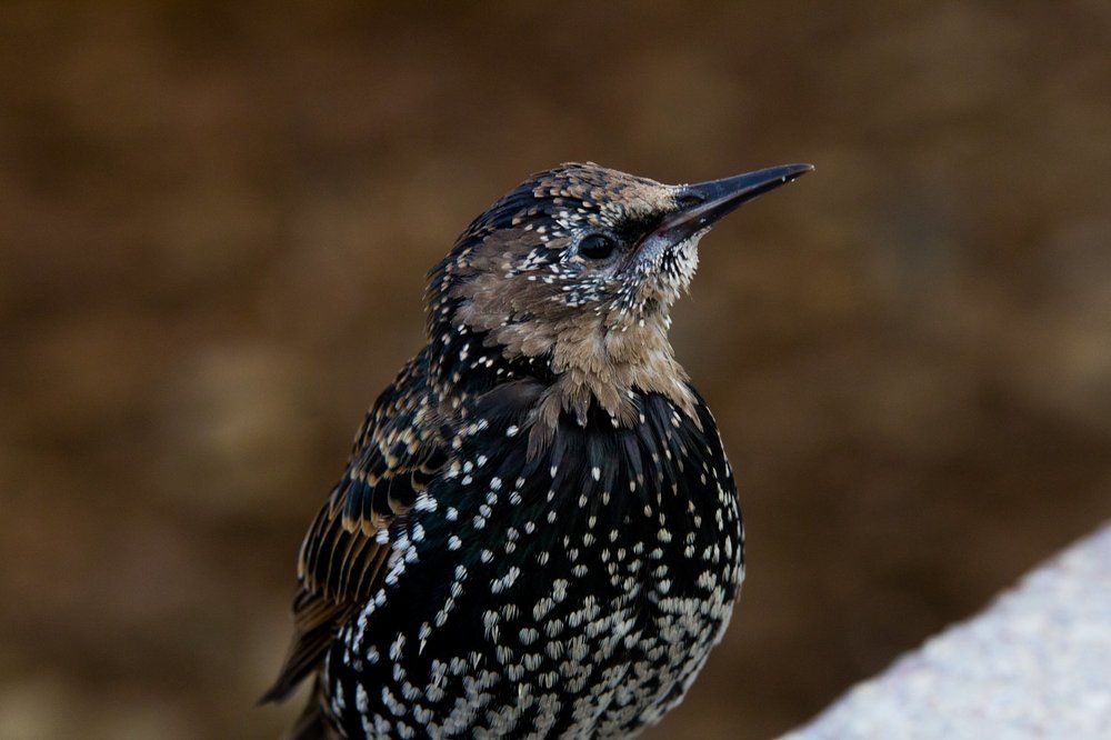 Photograph by Георгий Ковалев