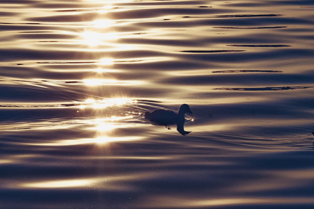 «На грани света»  “Between Light and Shadow”