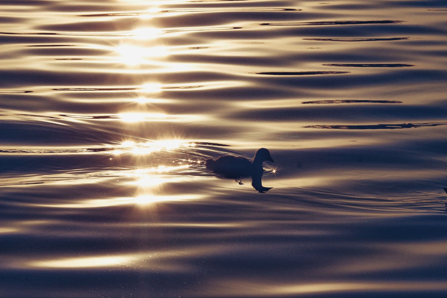 «На грани света»  “Between Light and Shadow”
