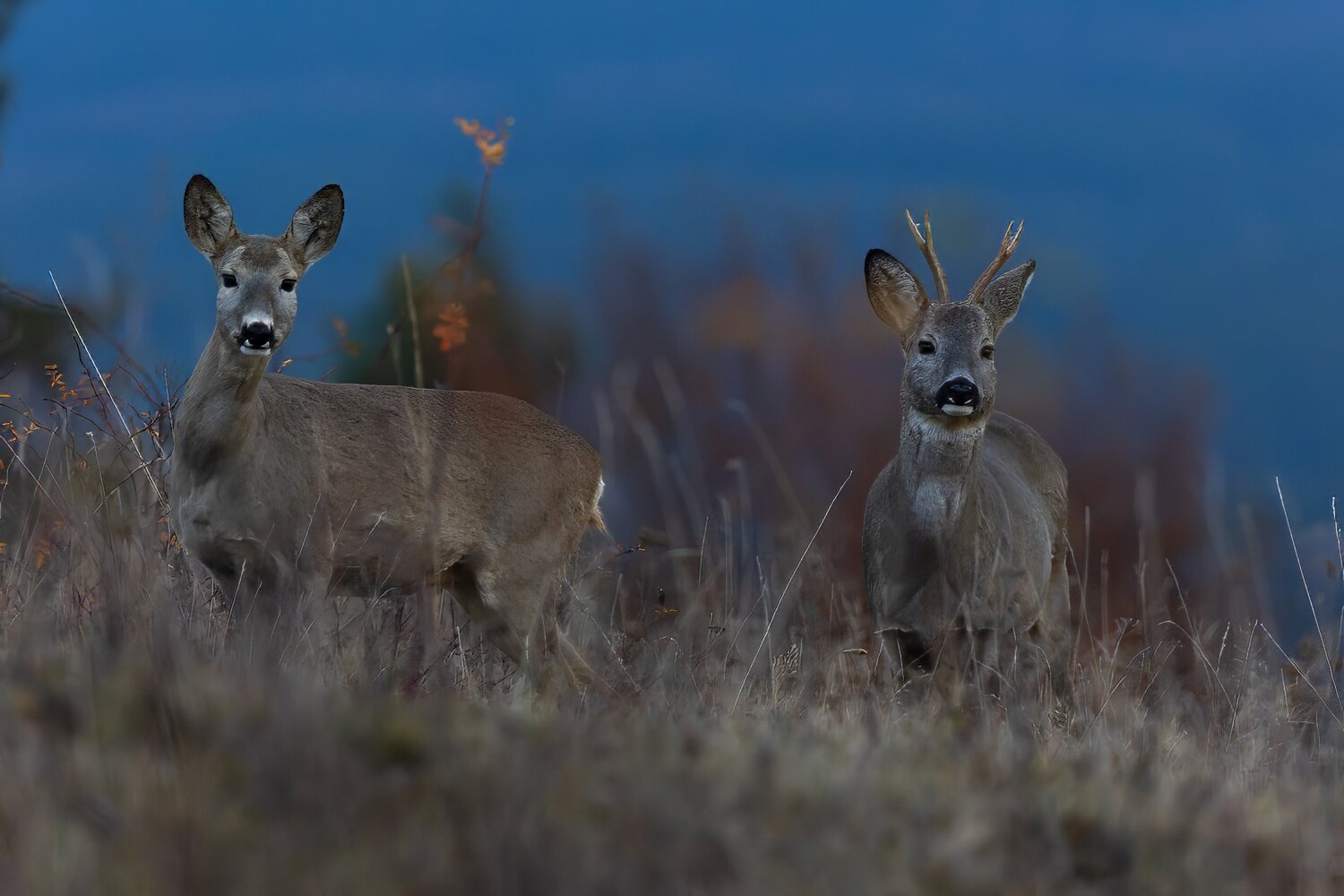 Photo #14200755