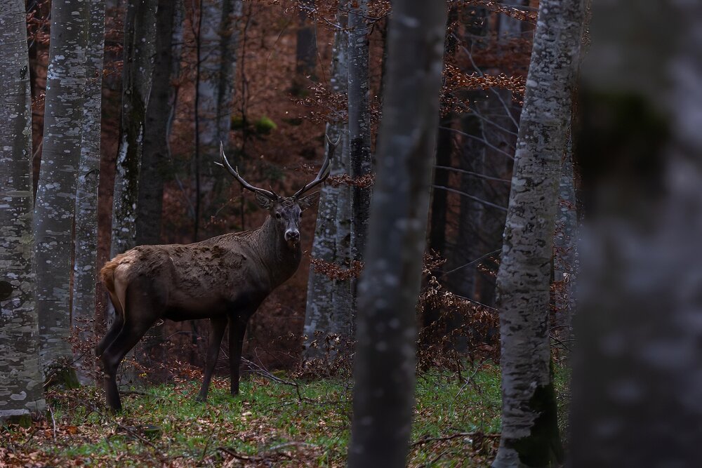 Evening mood in the forest