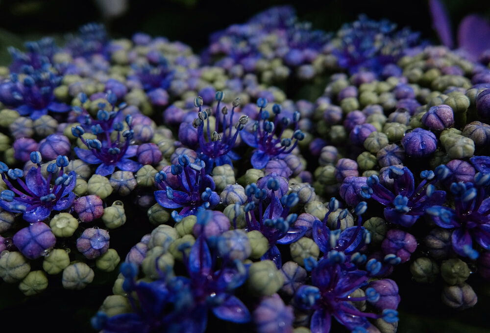 Blue in Bloom