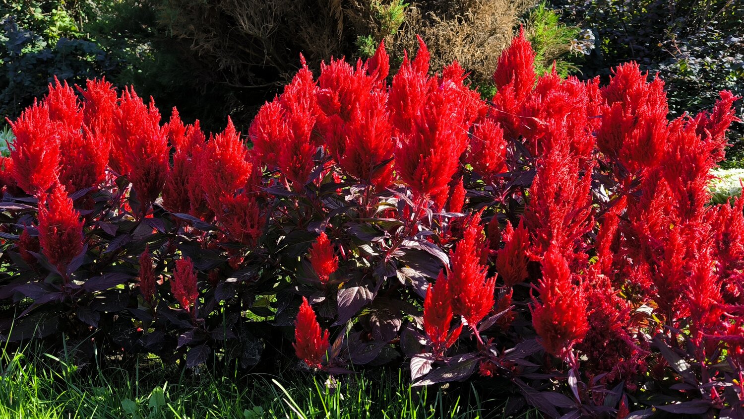 В яркий, солнечный день запечатлена пышная Celosia argentea var. плюмоза