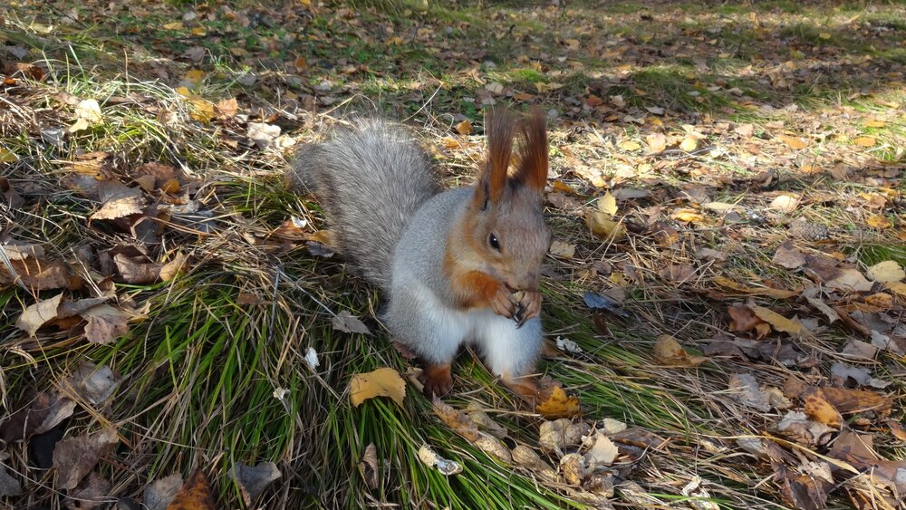 Обыкновенная белка (Sciurus vulgaris), сидящая на земле посреди осеннего лесного пейзажа