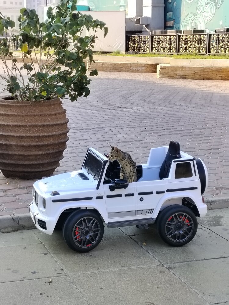 The Unexpected Passenger
