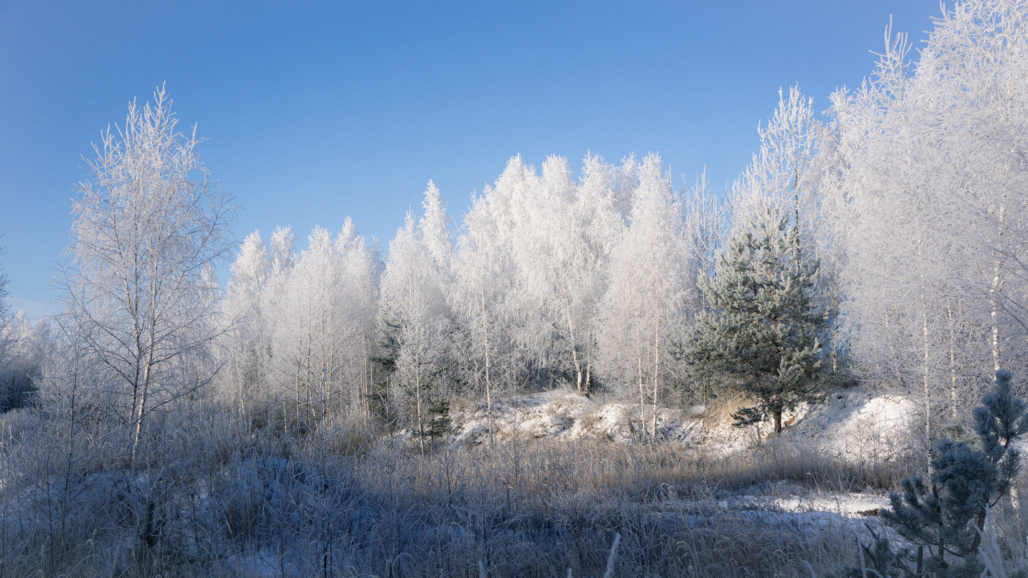 Photo #14202955