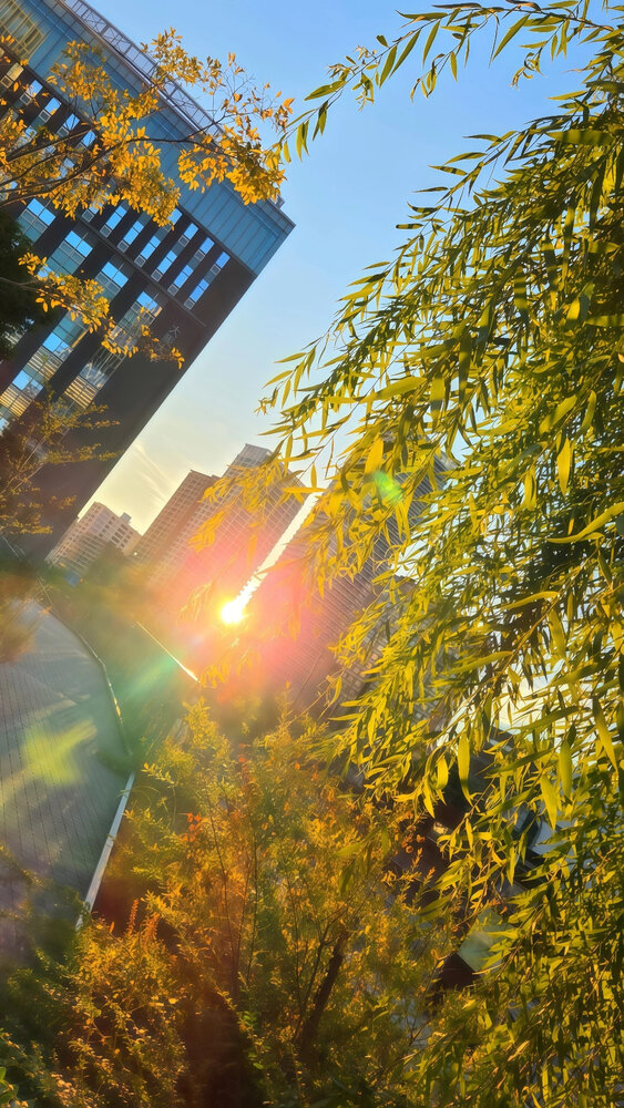 Where Autumn Meets the Sun