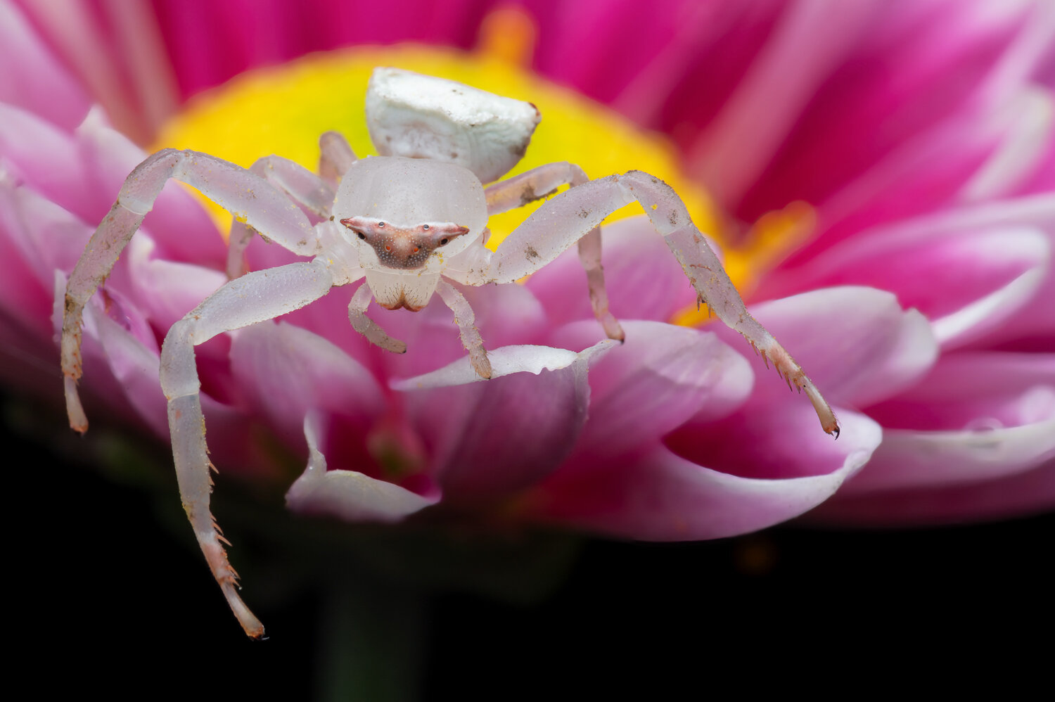 Beauty of Camouflage