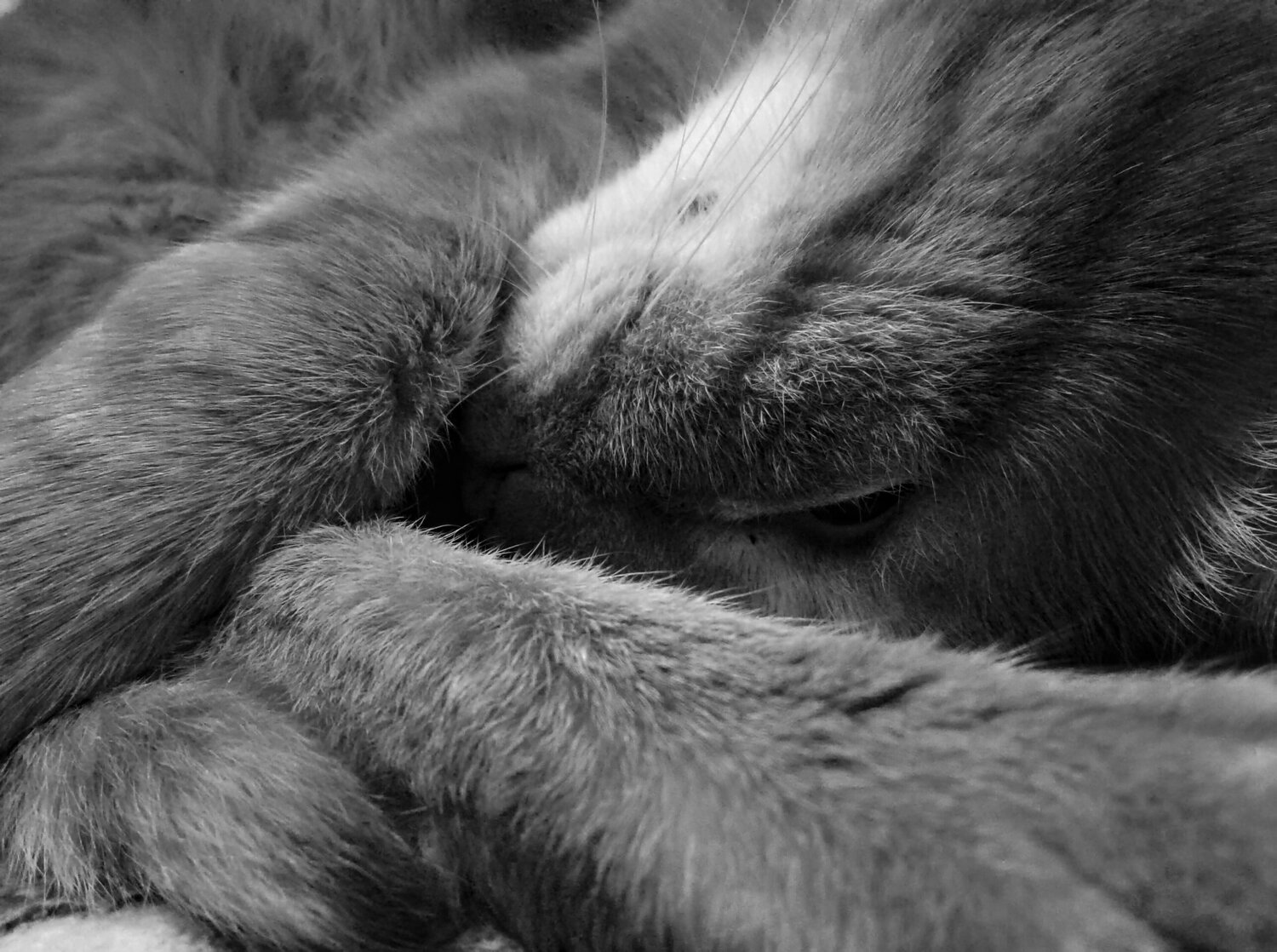 Photo #14204346
