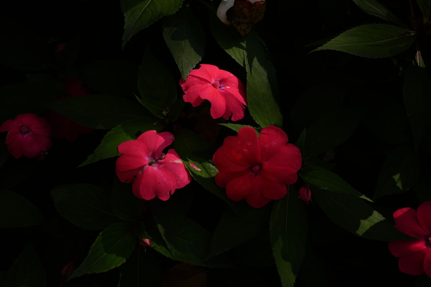 Photo #14204377