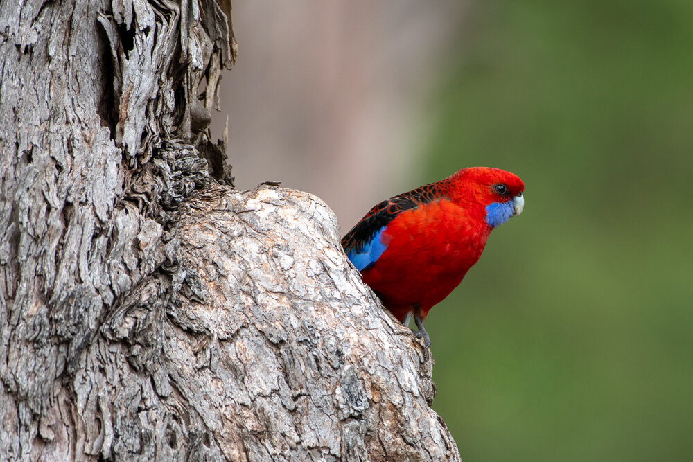 Crimson rosella