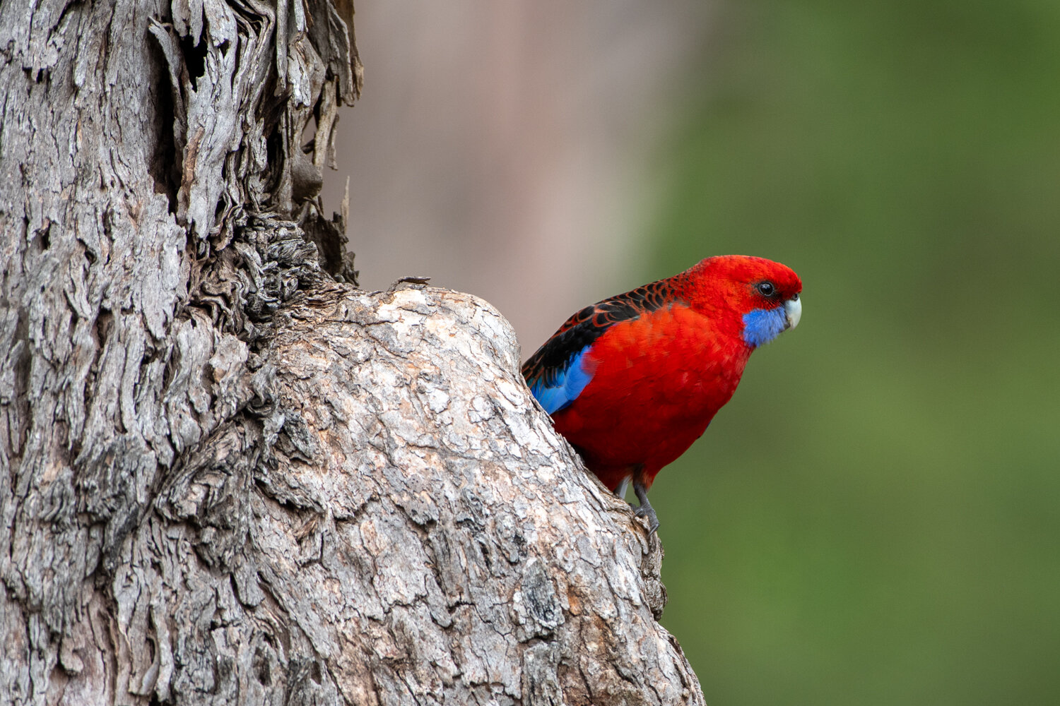 Crimson rosella