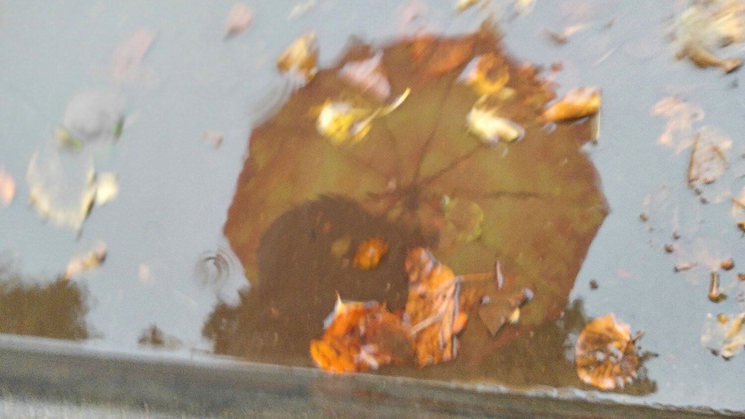 Photo #14205754