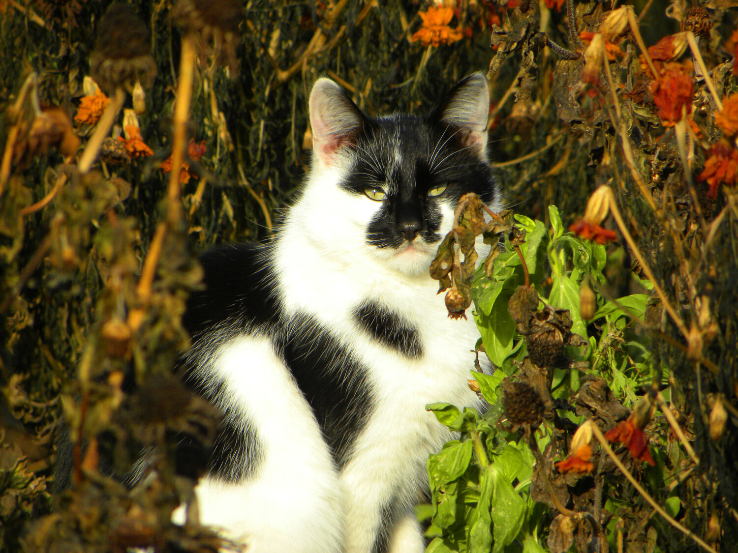 Photo #14207044