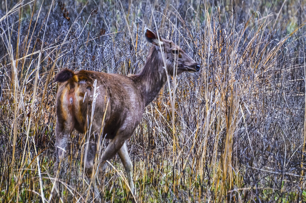 Indian Sambar Deer, Jim Corbet National Park