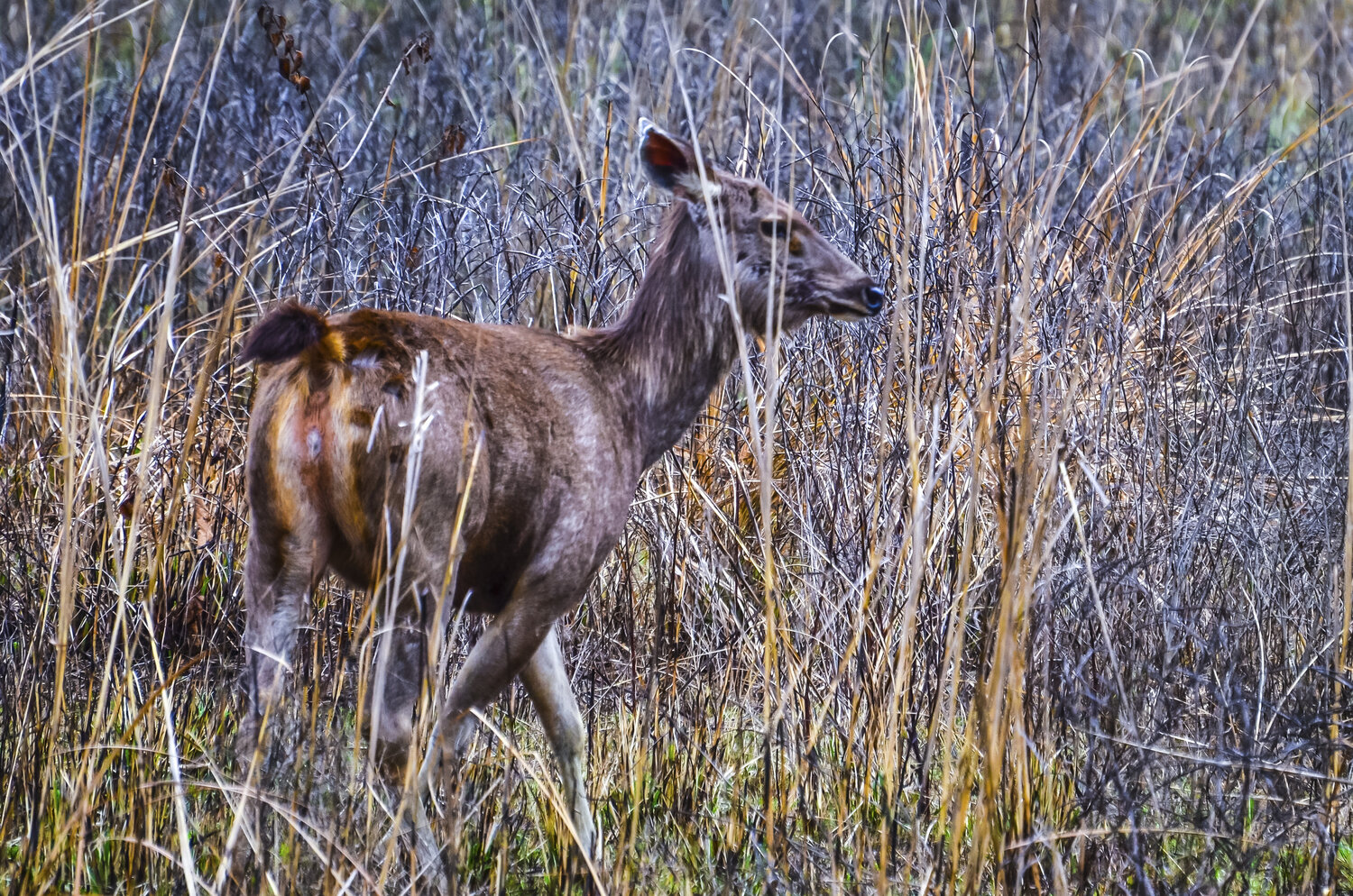 Indian Sambar Deer, Jim Corbet National Park