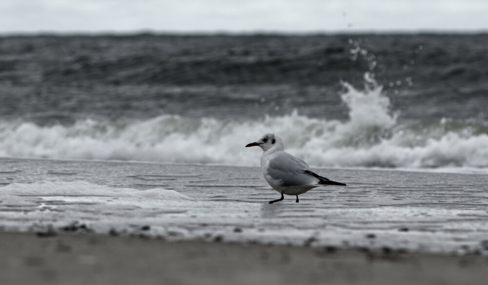 Old Gull and the Sea