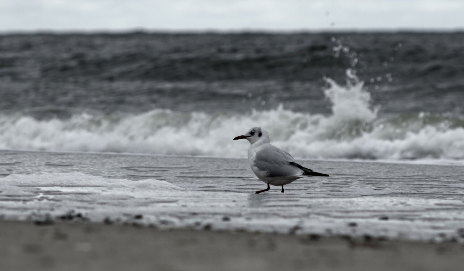 Old Gull and the Sea